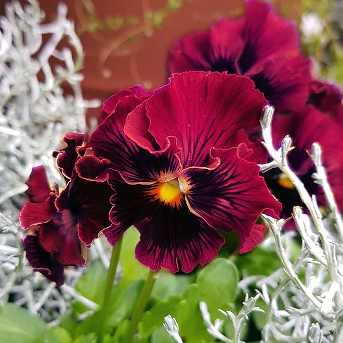 Organic Burgundy Pansy Flower Seeds for Planting – Heirloom, Non-GMO Garden Seeds