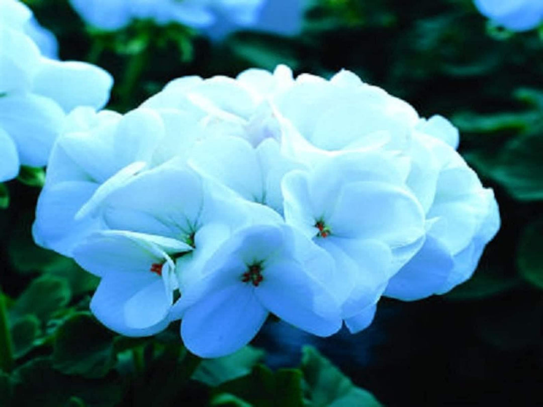 white saturn flower seeds