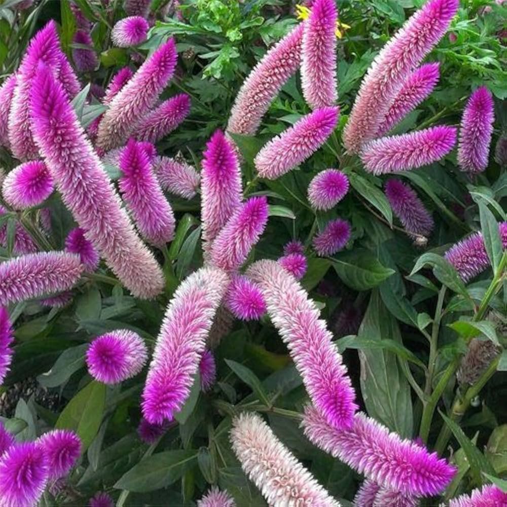 pink organic flower seeds