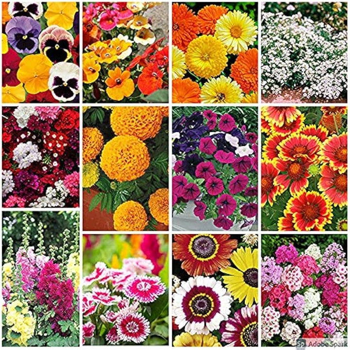 Mixed Colour Four Seasons Flower Seeds for Planting - 100 pcs