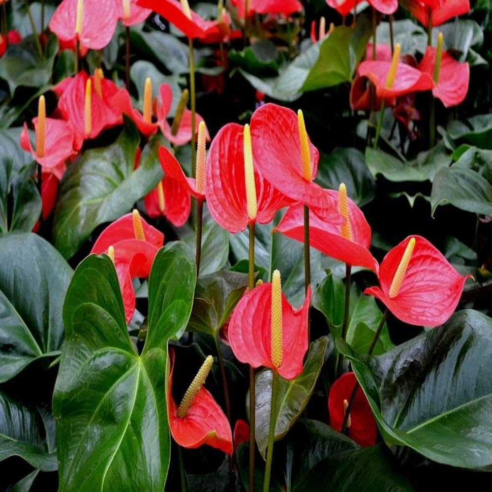 Anthurium Lyserøde Blomsterfrø til Plantning 100 stk