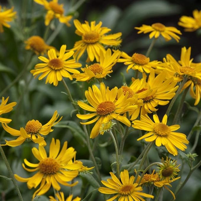 golden golden flower seeds