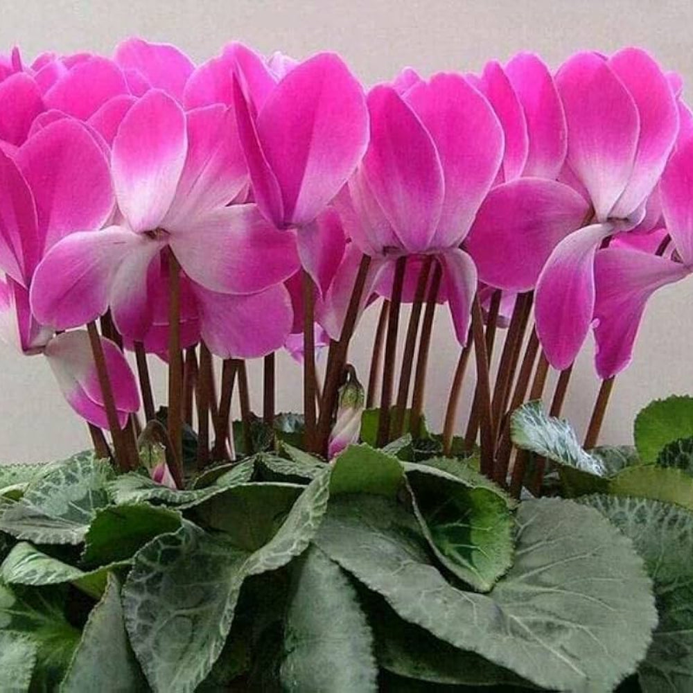 cyclamen cyclamen flower seeds