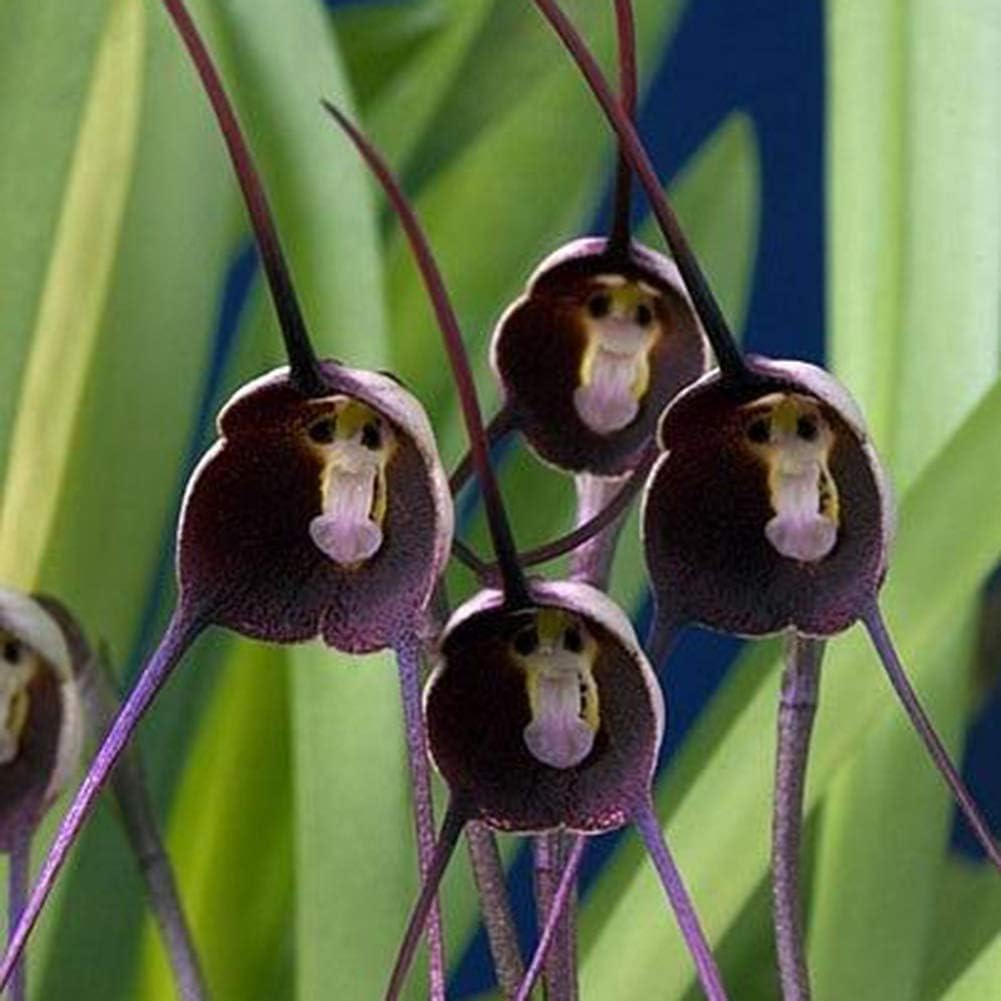 violet monkey flower seeds