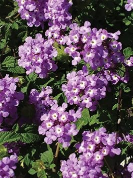 Flower Seeds, Seeds for Planting, Plant Seeds