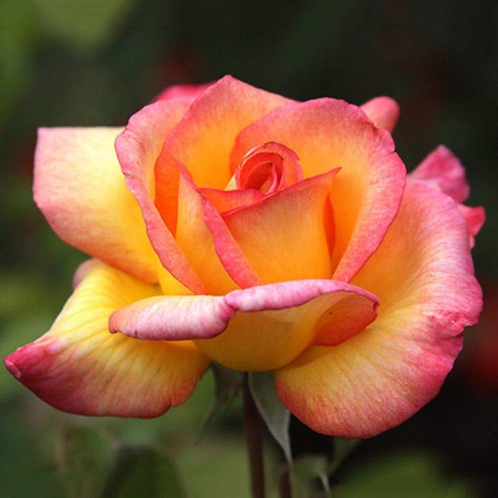 Yellow & Light Red Rose Flower Seeds for Planting – Heirloom, Non-GMO, Easy to Grow Garden Flowers