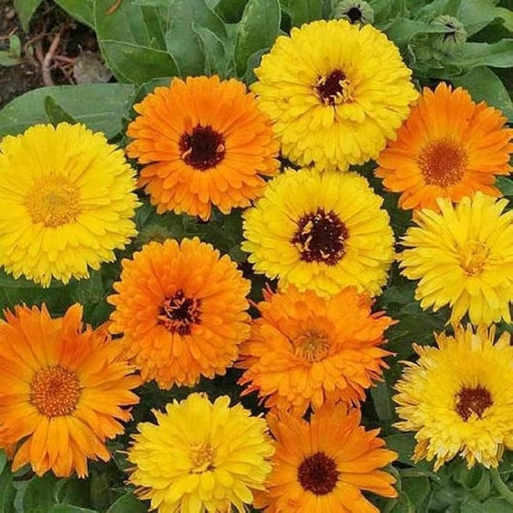orange pot flower seeds