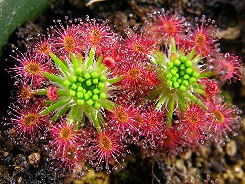 Green Red Sundew Flower Seeds – Heirloom Non-GMO High Germination Carnivorous Plant Seeds for Garden Planting