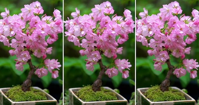 Baby Pink Simsii Bonsai Blomsterfrø til udplantning 100 stk