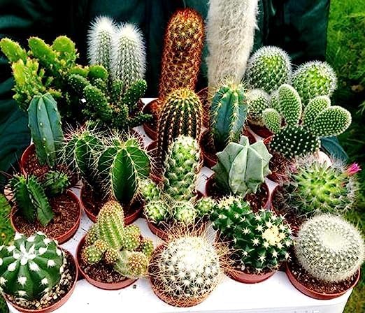 Blandede Opuntia plantefrø til udplantning - 100 stk