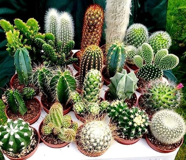 Cactus Plant Seeds for Planting - 100 pcs