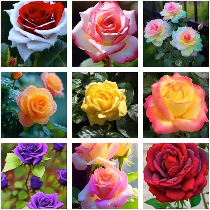 Germany Rose Flower Seeds for Planting - Mixed Colors 100 pcs