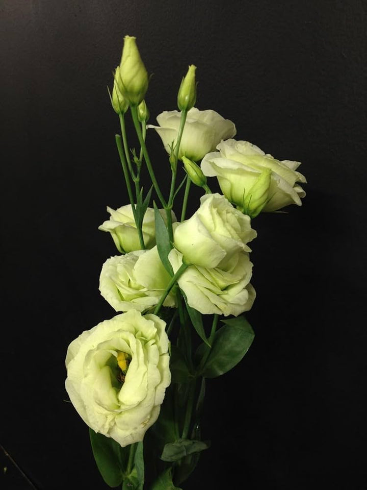 Yellow Lisianthus Flower Seeds for Planting - Heirloom, NON-GMO, Long-Lasting Blooms