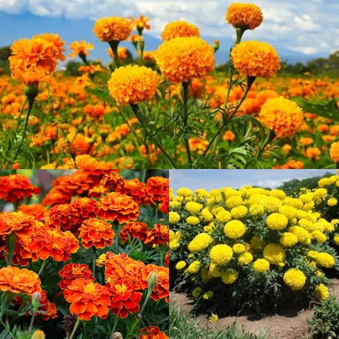 marigold seeds high Heirloom Multi-Color Marigold Flower Seeds – Non-GMO, High Germination Organic Garden Seeds for Planting