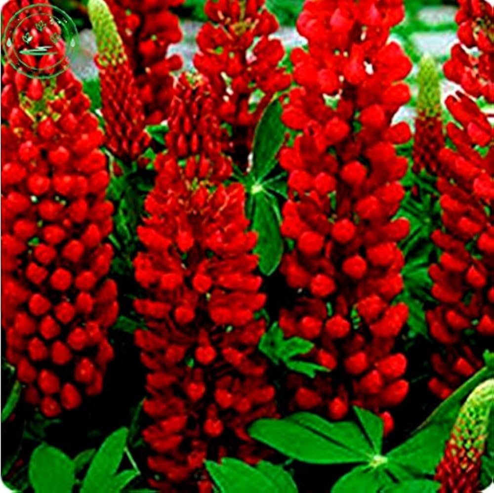 Rødbrune Lupin Blomsterfrø til Plantning 100 stk