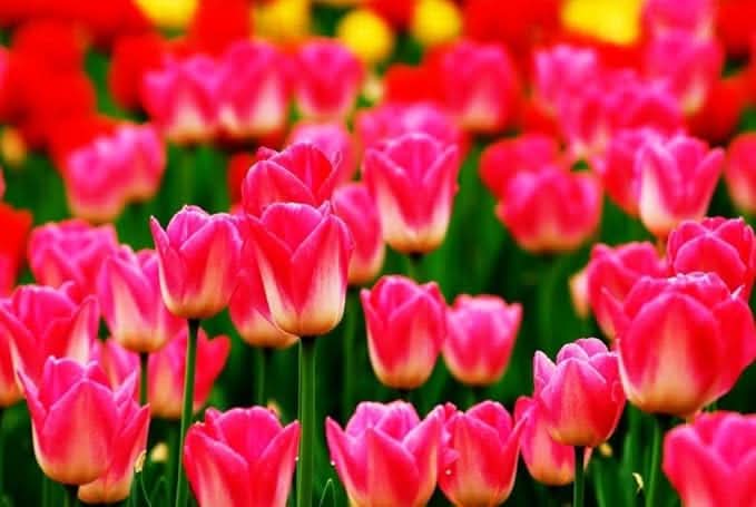 rainbow tulip flower seeds