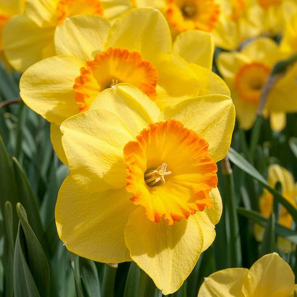 Gul Rød Narcissus Blomsterfrø til udplantning 100 stk