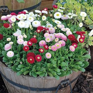 mixed bellis flower seeds