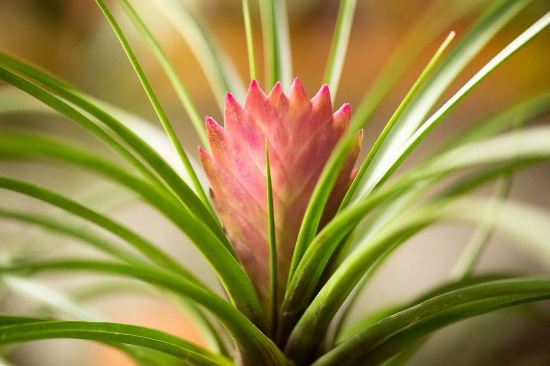 pink heirloom flower seeds