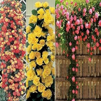 Flower Seeds, Seeds for Planting, Plant Seeds