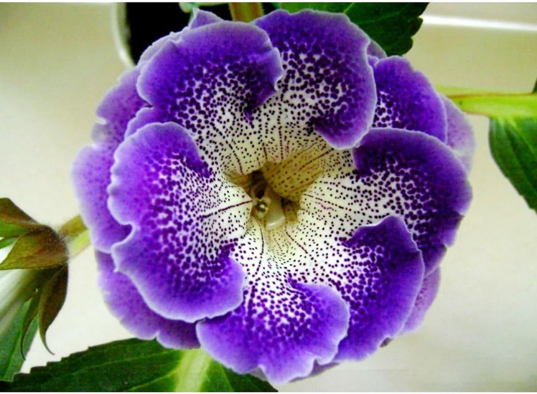 Flower Seeds, Seeds for Planting, Plant Seeds