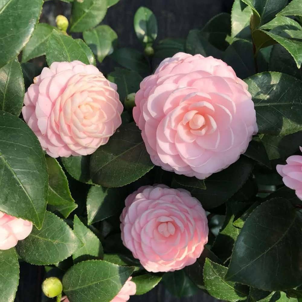 Hvid lilla Camellia Blomsterfrø til udplantning - 100 stk