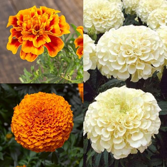 Fresh Marigold Flower Seeds for Planting, Multi-Colour 100 pcs