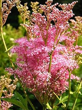 pink filipendula flower seeds