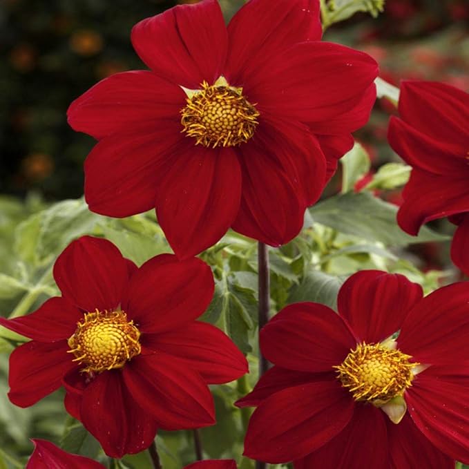 red dahlia flower seeds