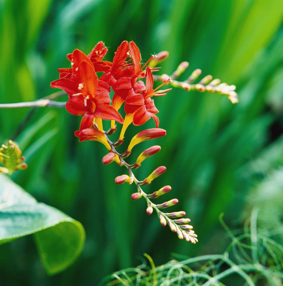 Crocosmia blomsterfrø til plantning 100 stk