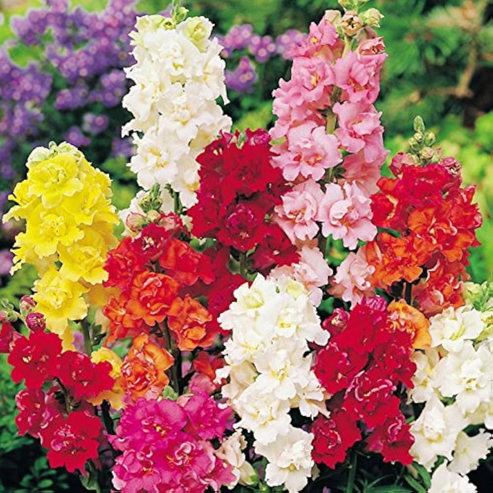 antirrhinum madame flower seeds
