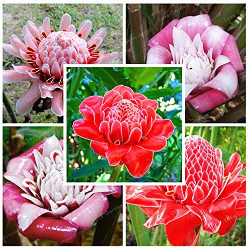 Etlingera Elatior Mixed Colour Flower Seeds for Planting 100 pcs