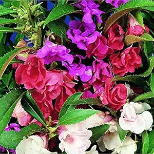 double camellia flower seeds