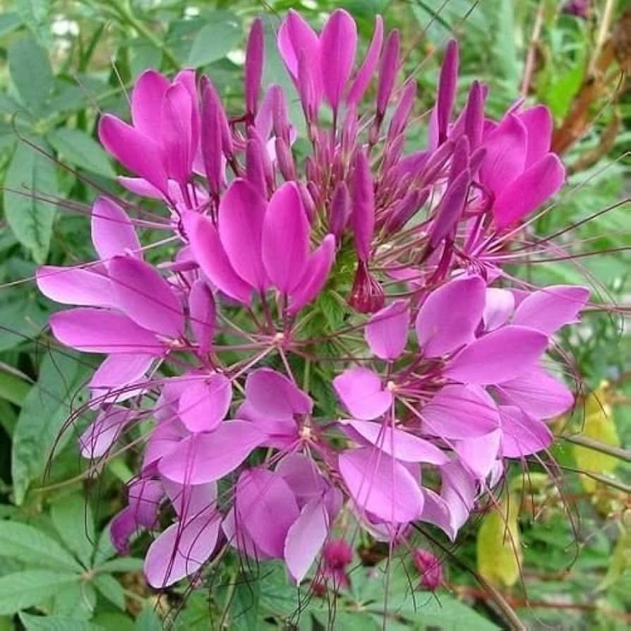 violet queen flower seeds