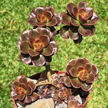 Flower Seeds, Seeds for Planting, Plant Seeds