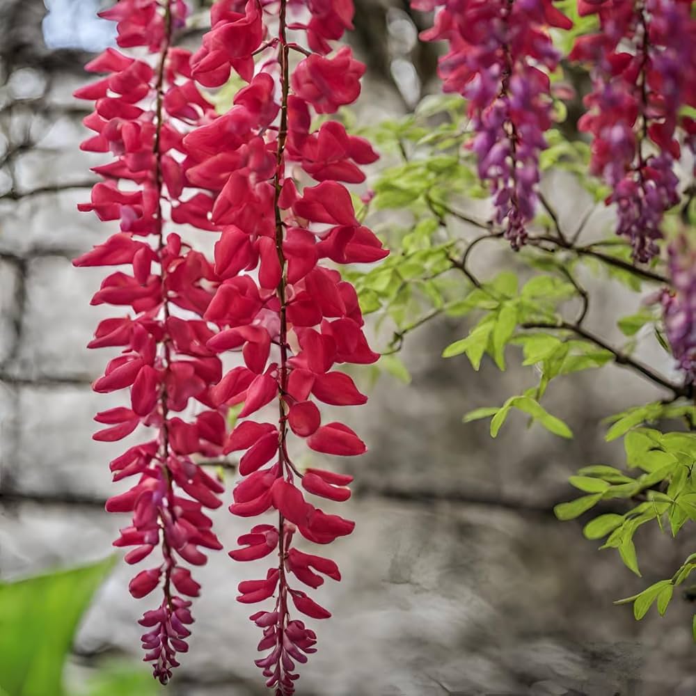 red wisteria flower seeds