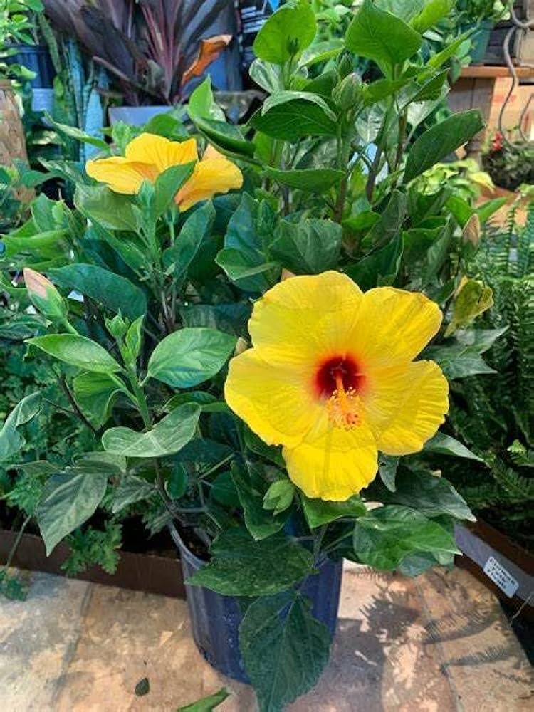 yellow hibiscus flower seeds