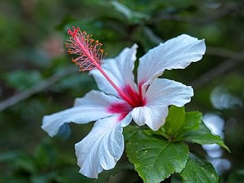 Flower Seeds, Seeds for Planting, Plant Seeds