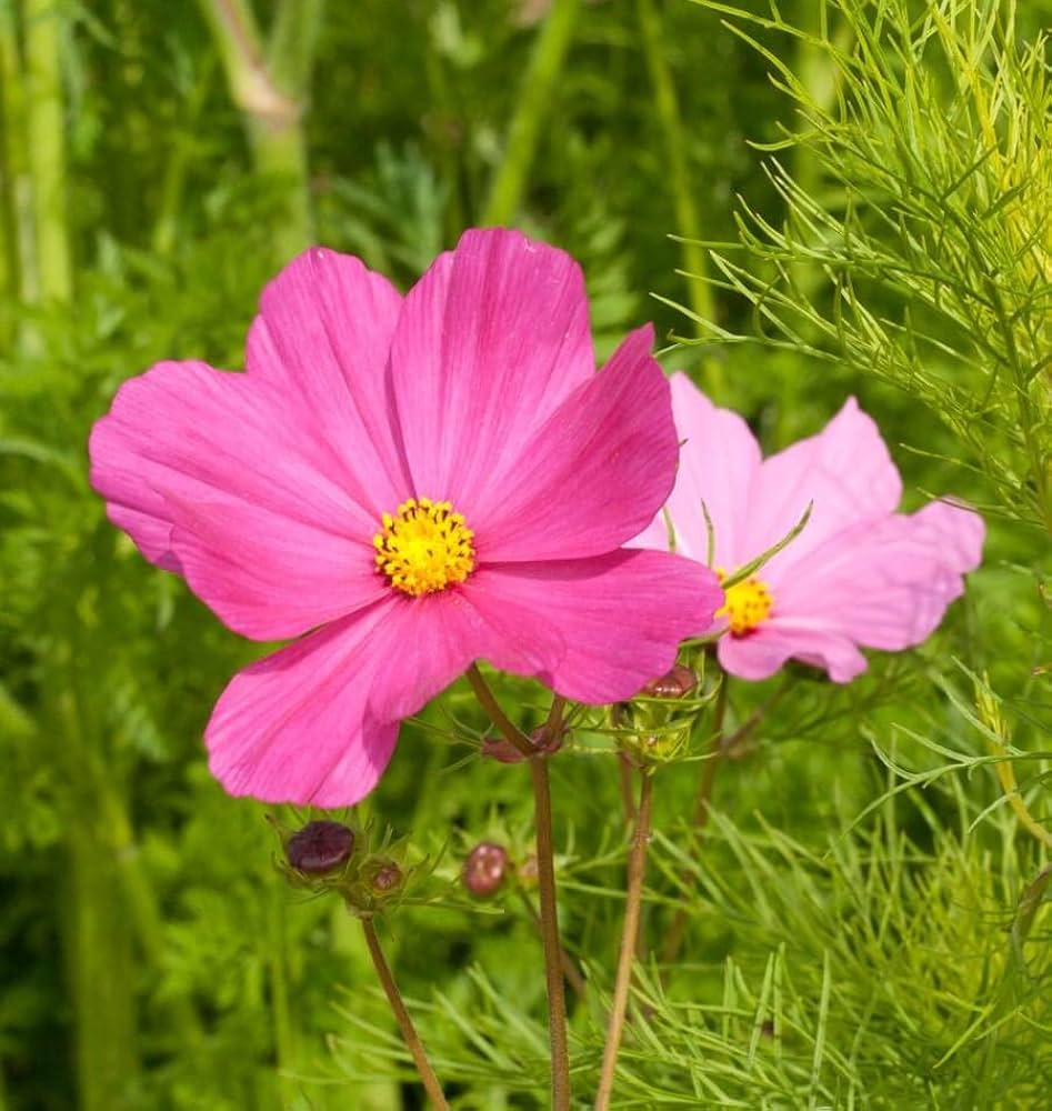 cosmos sensation flower seeds