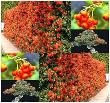 Friuits seeds,Seeds For Planting,Plant Seeds