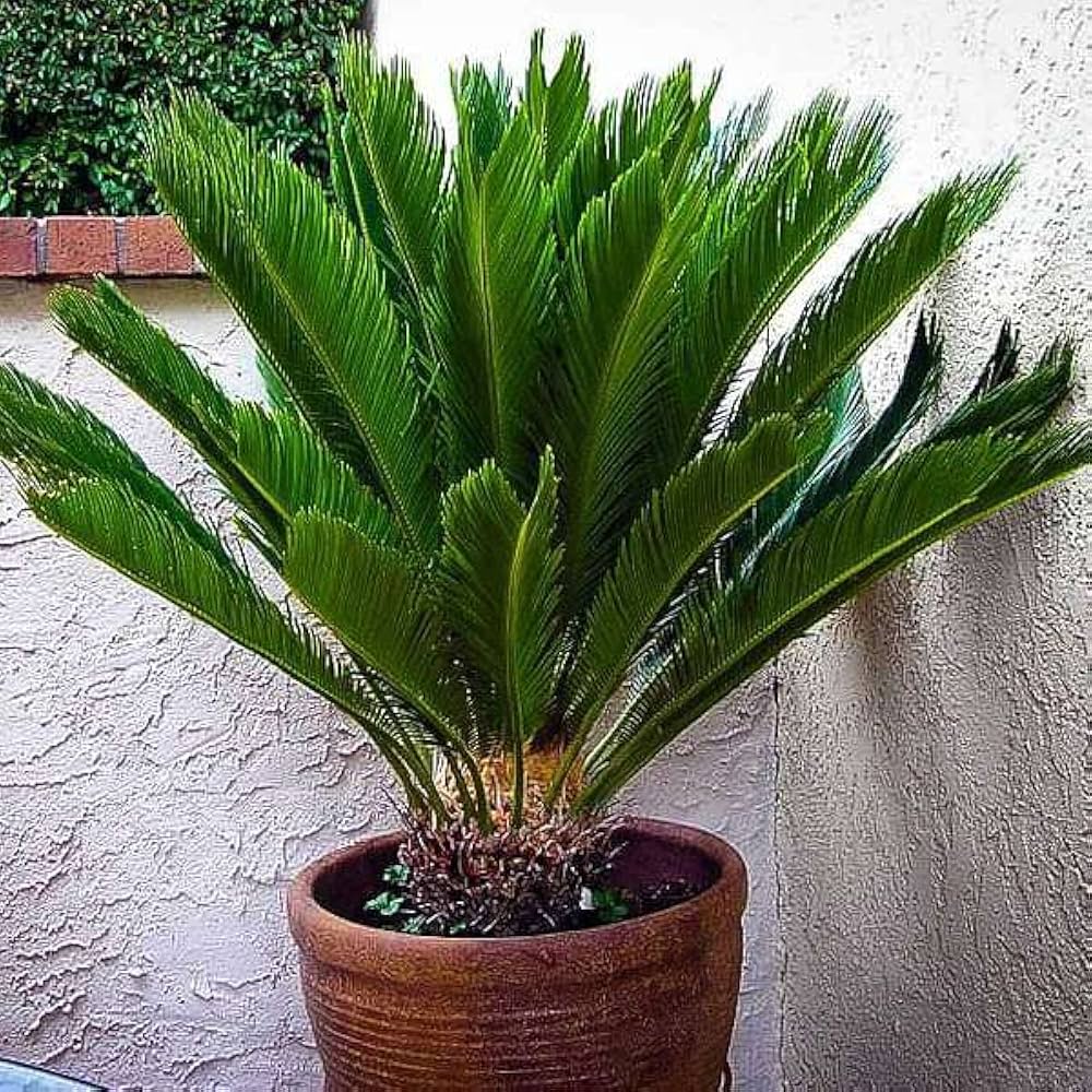 Cycas Plantefrø til udplantning, Brun, 100 stk