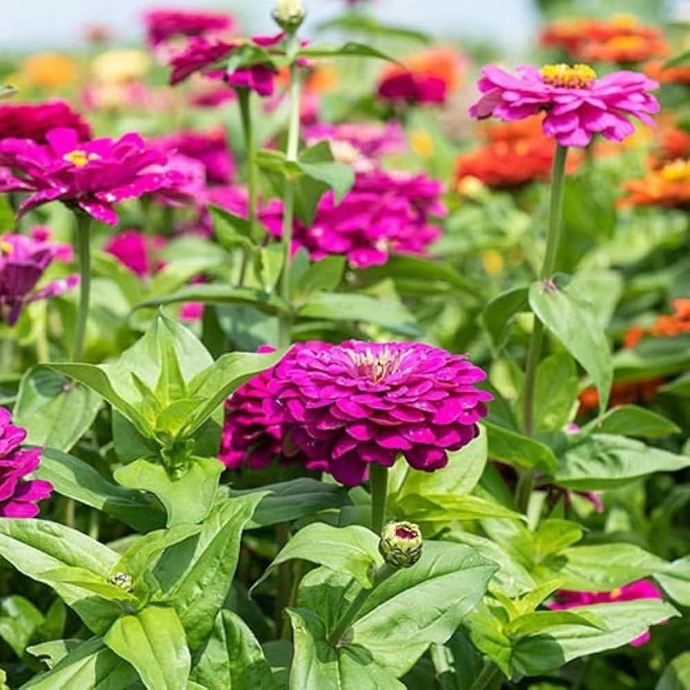 purple zinnia flower seeds