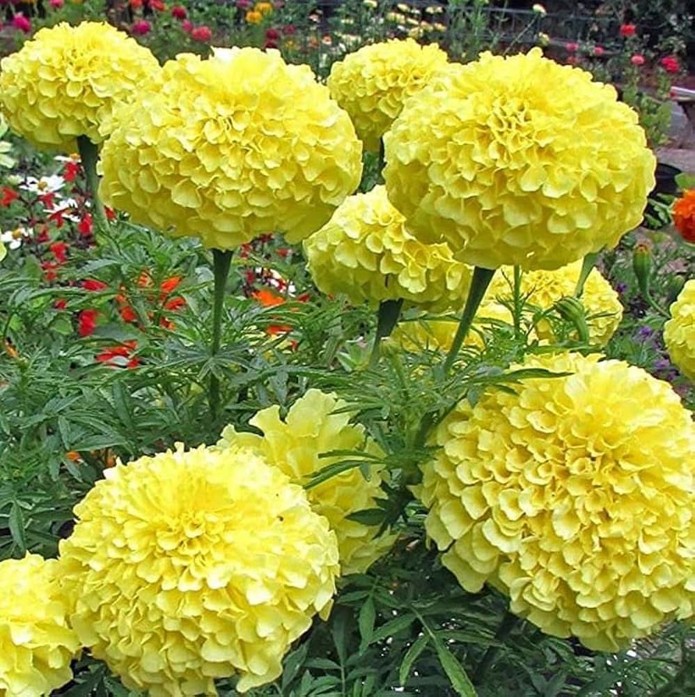 marigold mix flower seeds