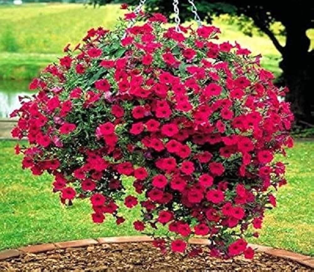 red petunia flower seeds