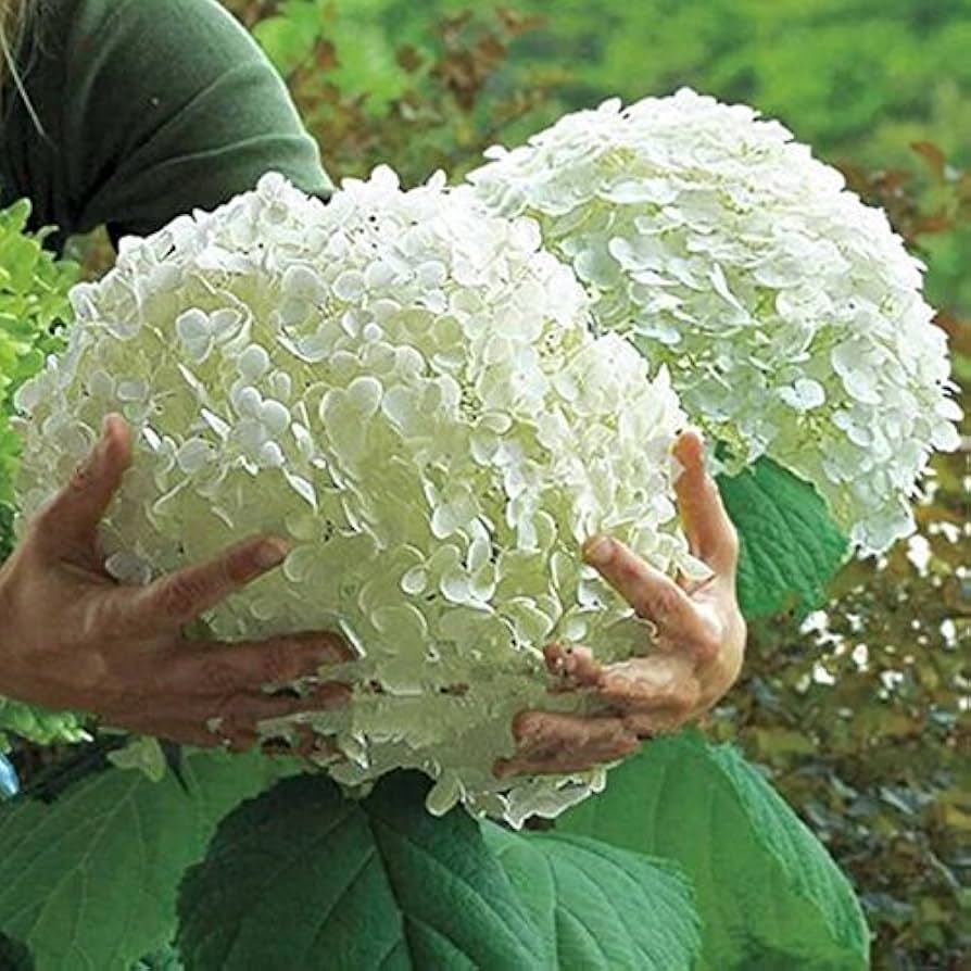 hydrangea hydrangea flower seeds
