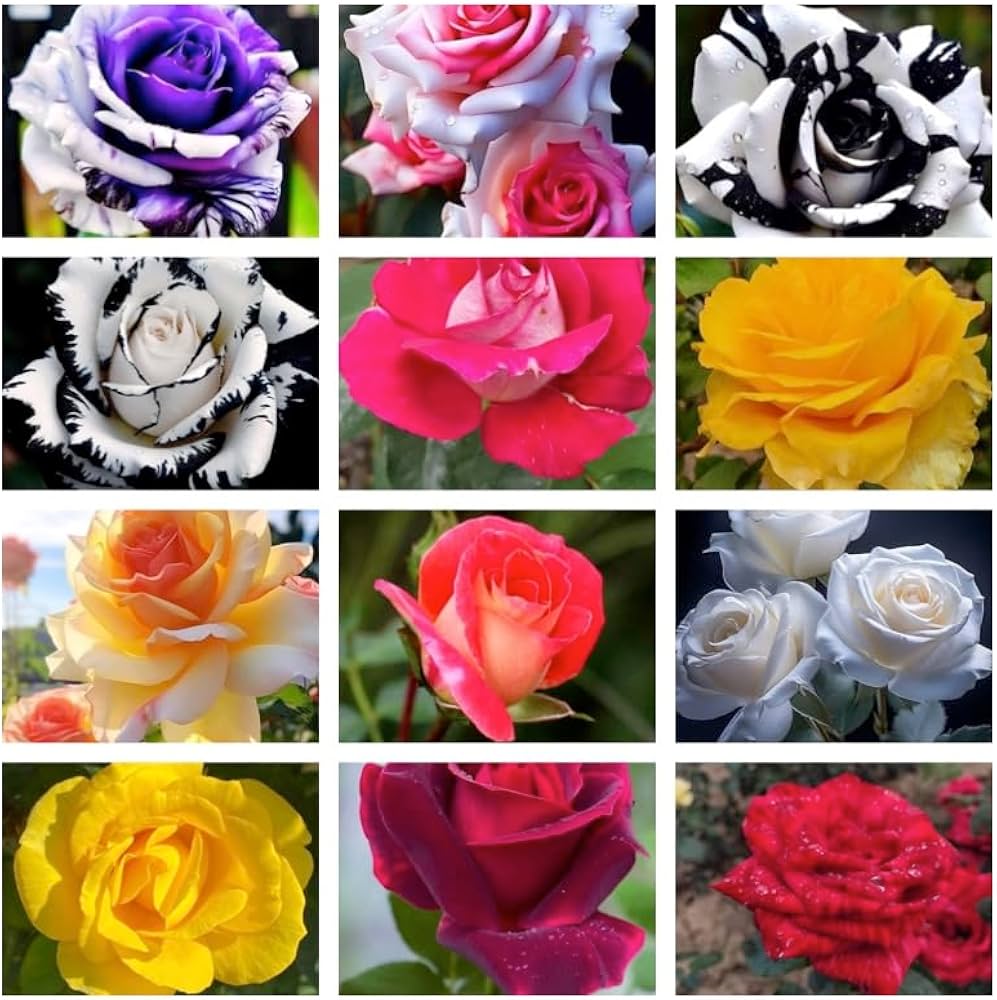 Roses Multi Color Blomsterfrø til Plantning 100 stk