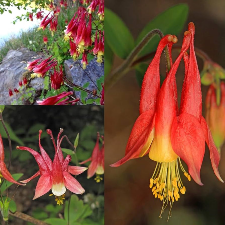 Røde Aquilegia Canadensis blomsterfrø til udplantning, 100 stk