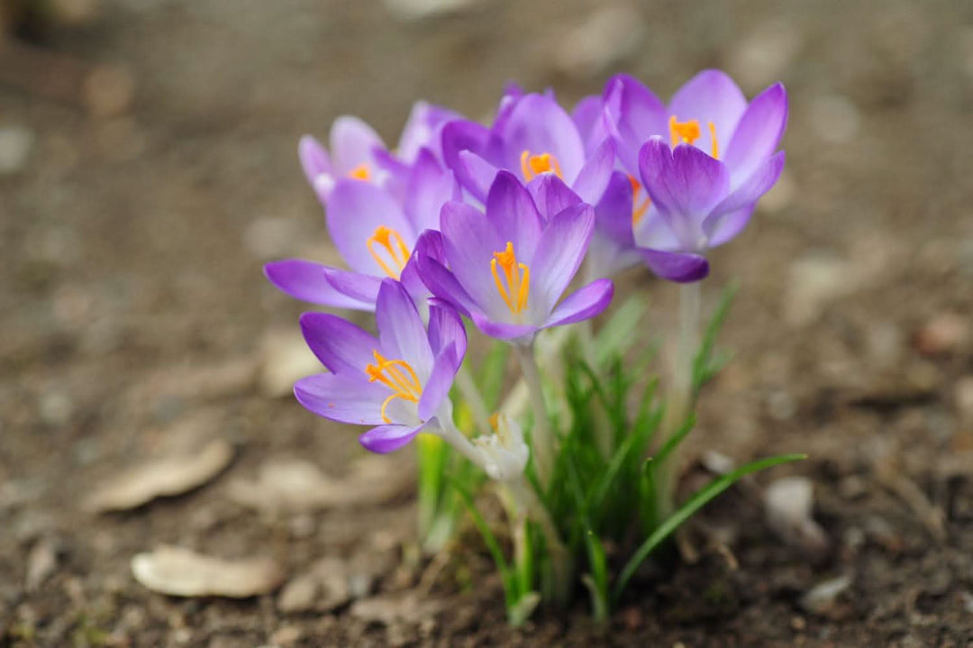 crocus flower flower seeds