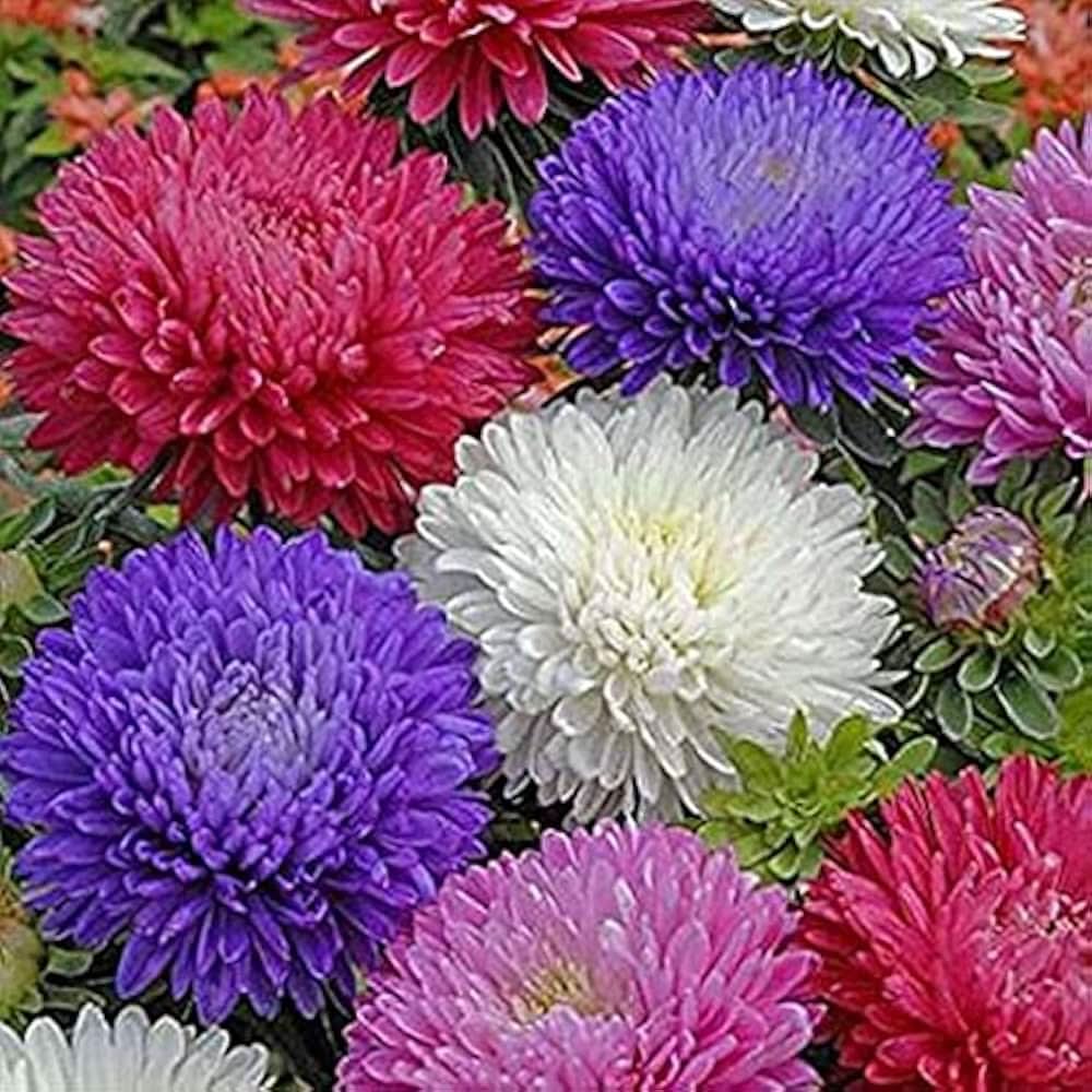 aster alpinus flower seeds
