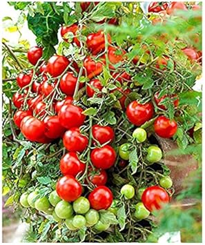 Vegetable Seeds, Seeds for Planting, Plant Seeds